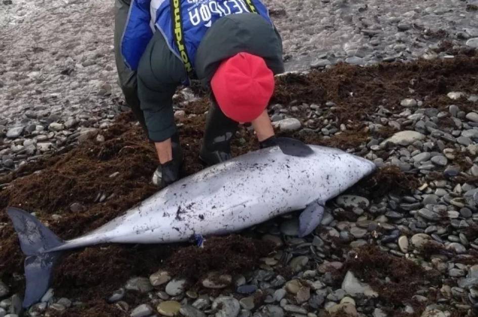 Rossiyada neft to&lsquo;kilishi tufayli 30 ta delfin nobud bo&lsquo;ldi&nbsp;